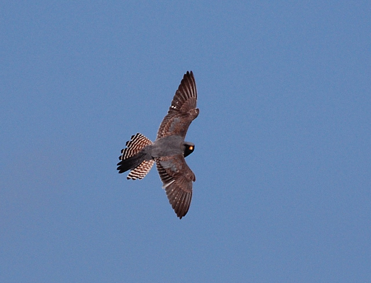 Falco vespertinus